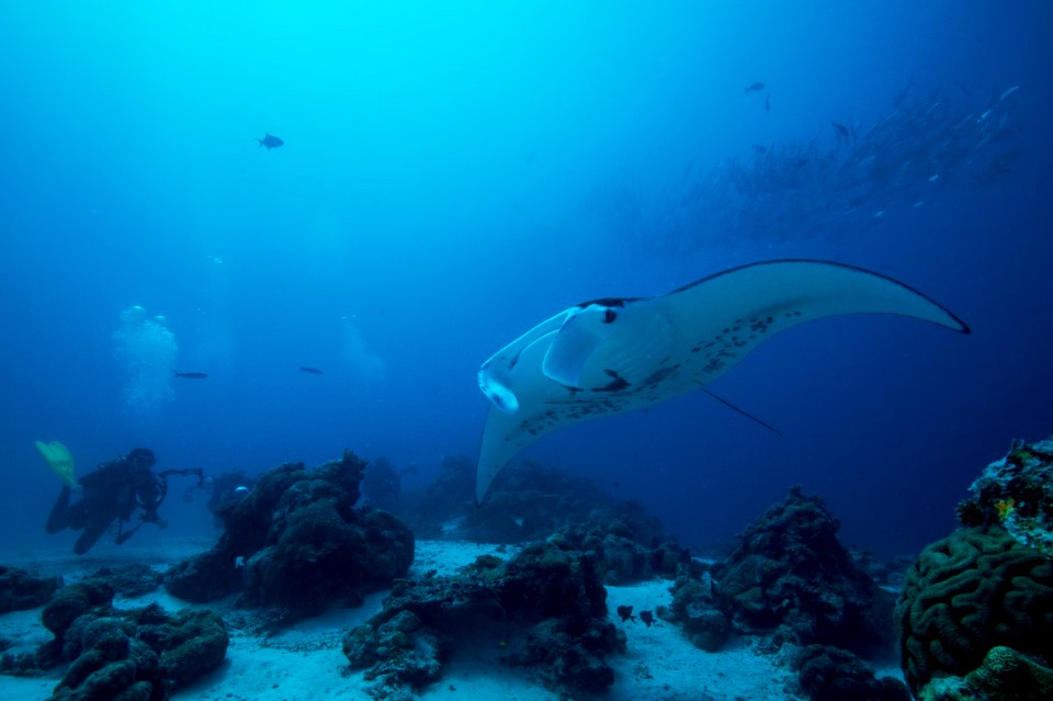 Fish’n Fins diving center palau (2)