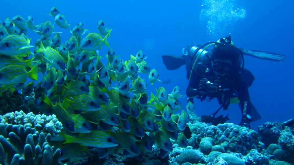 Marine ecosystems palau (2)