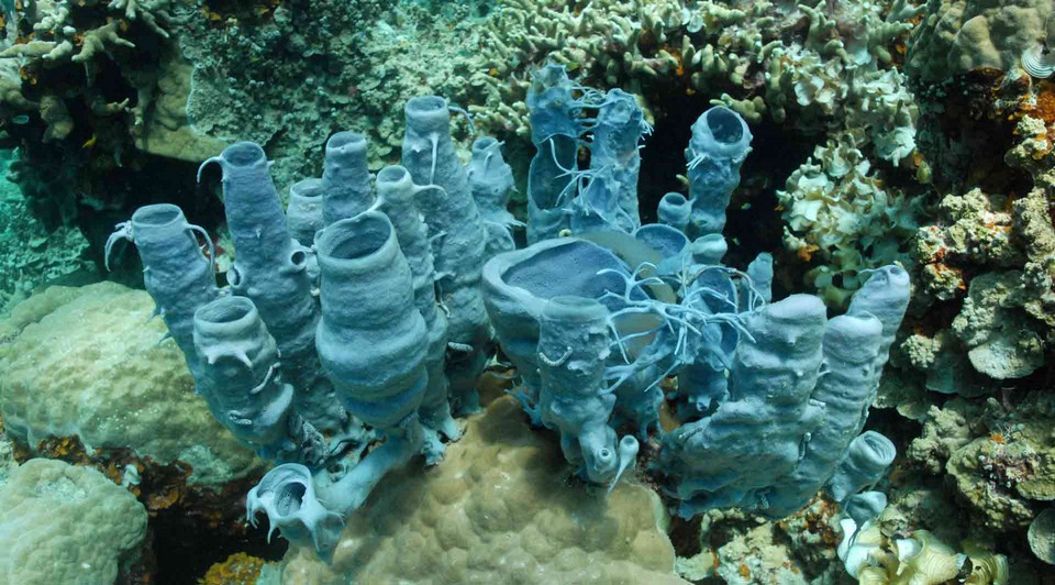 Marine ecosystems palau (3)