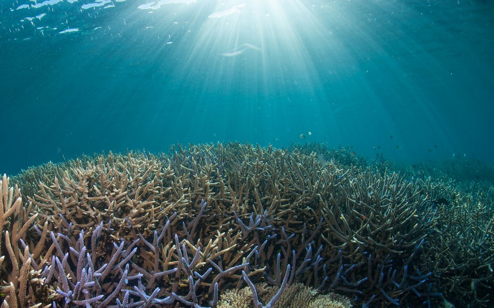Marine ecosystems palau (4)