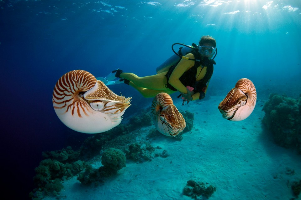 Marine ecosystems palau (5)