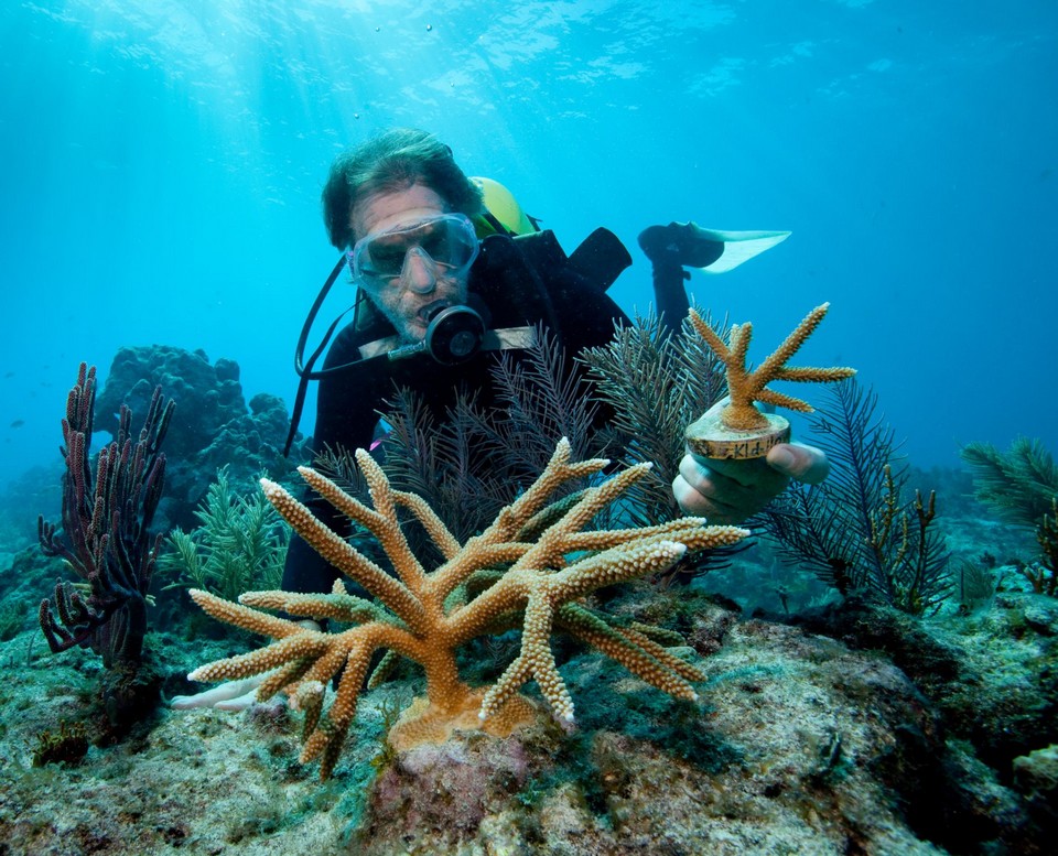 Marine ecosystems palau (6)