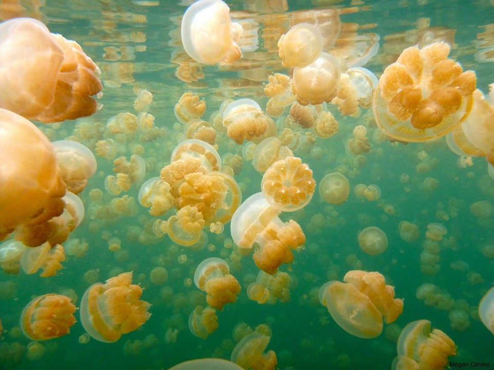 jellyfish lake palau (1)