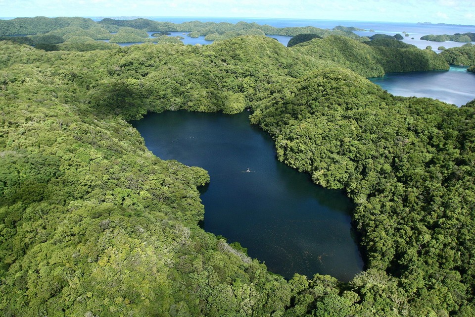jellyfish lake palau (2)