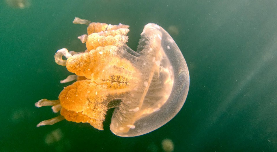 jellyfish lake palau (3)