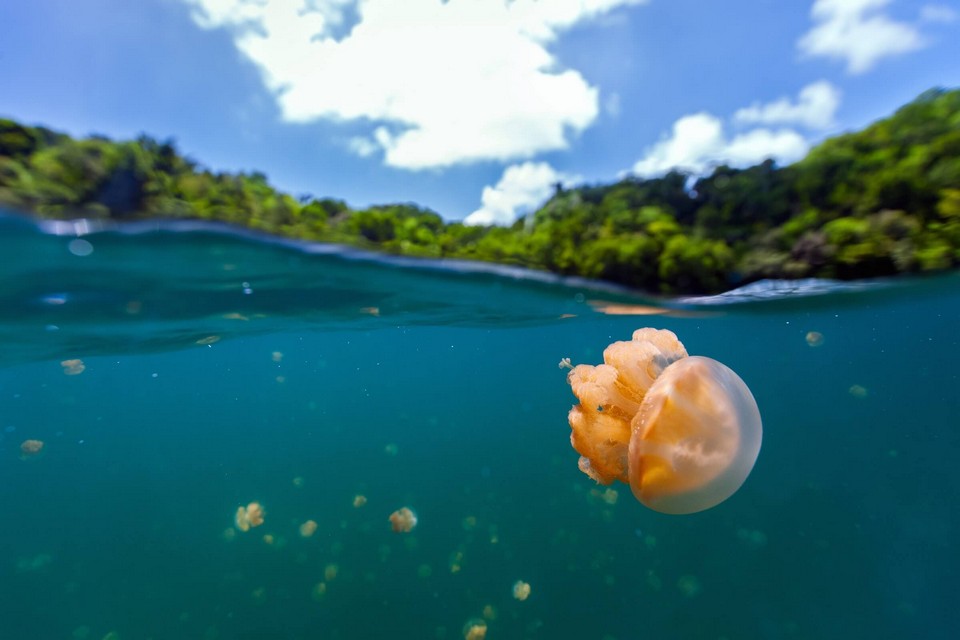 jellyfish lake palau (4)