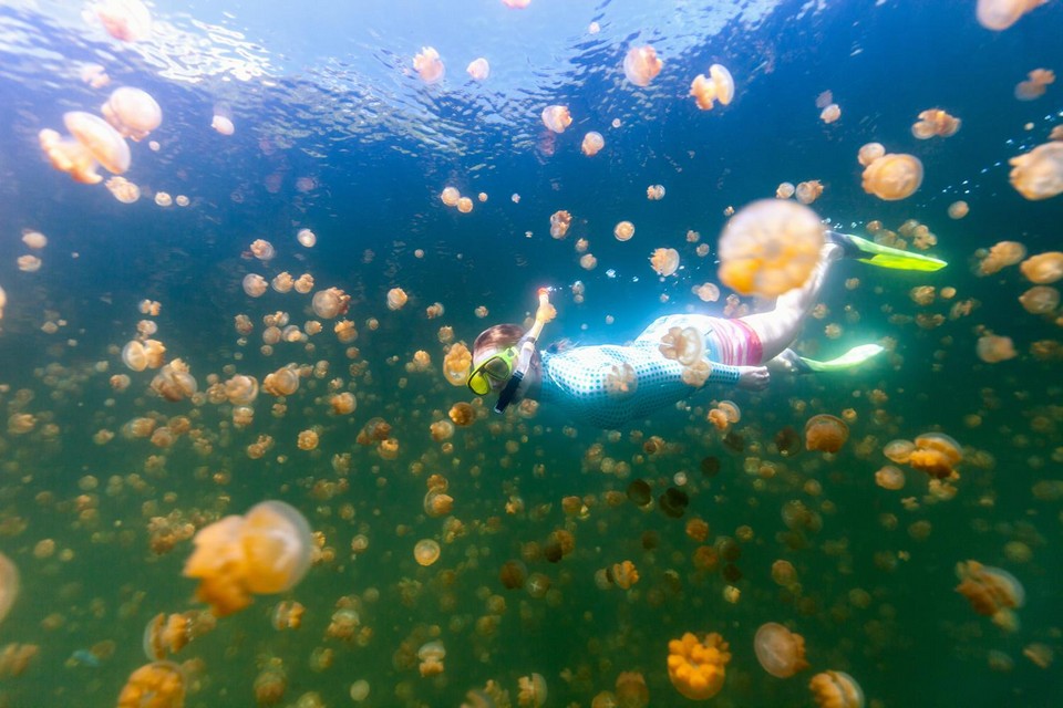 jellyfish lake palau (5)