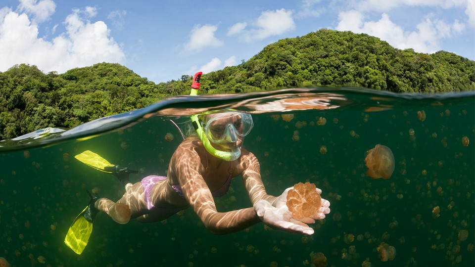 jellyfish lake palau (7)