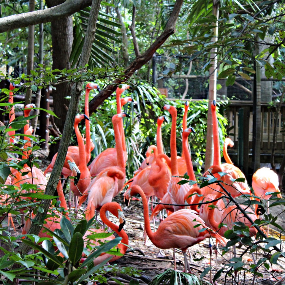 Jungle Island2