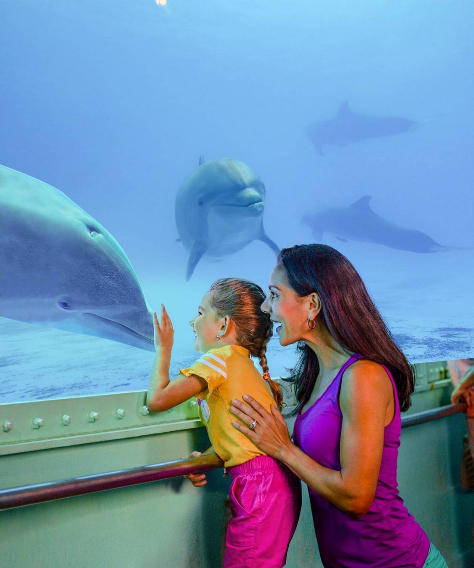 Miami SeaquariumMSQ_TopDeckDolphinShow_2019_RCZ4A9673