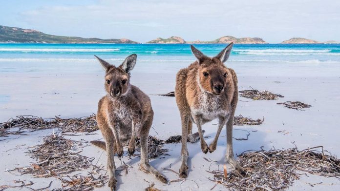 Banner-home-australia