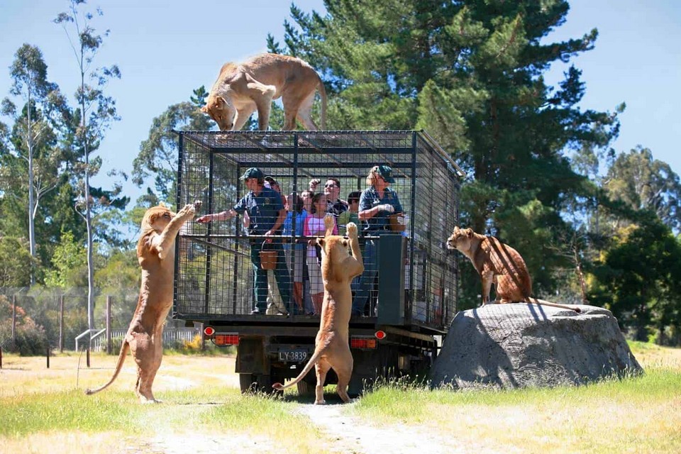Orana-Wildlife-Park-Lion-Encounter