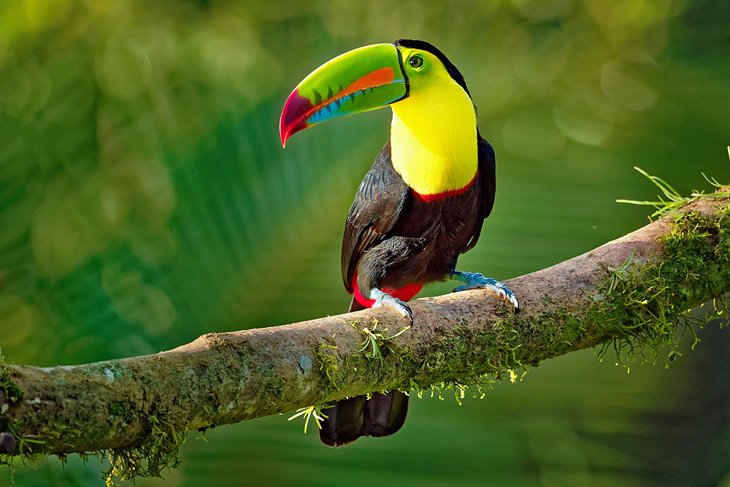 | belize travel guide