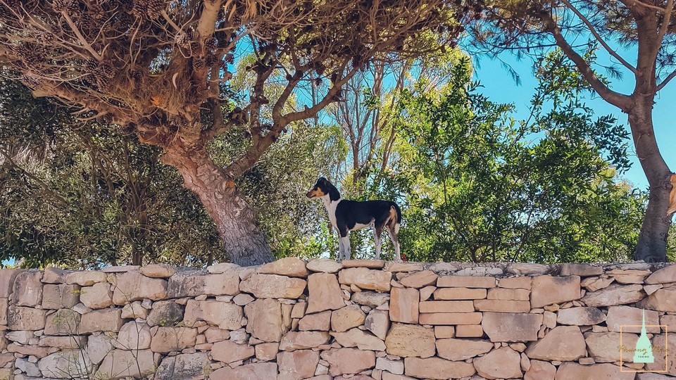 malta1