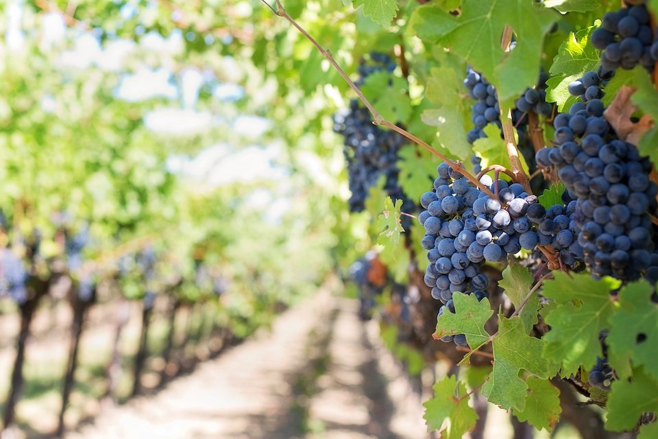Cypriot wine cyprus3
