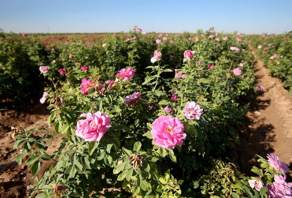 cyprus rose