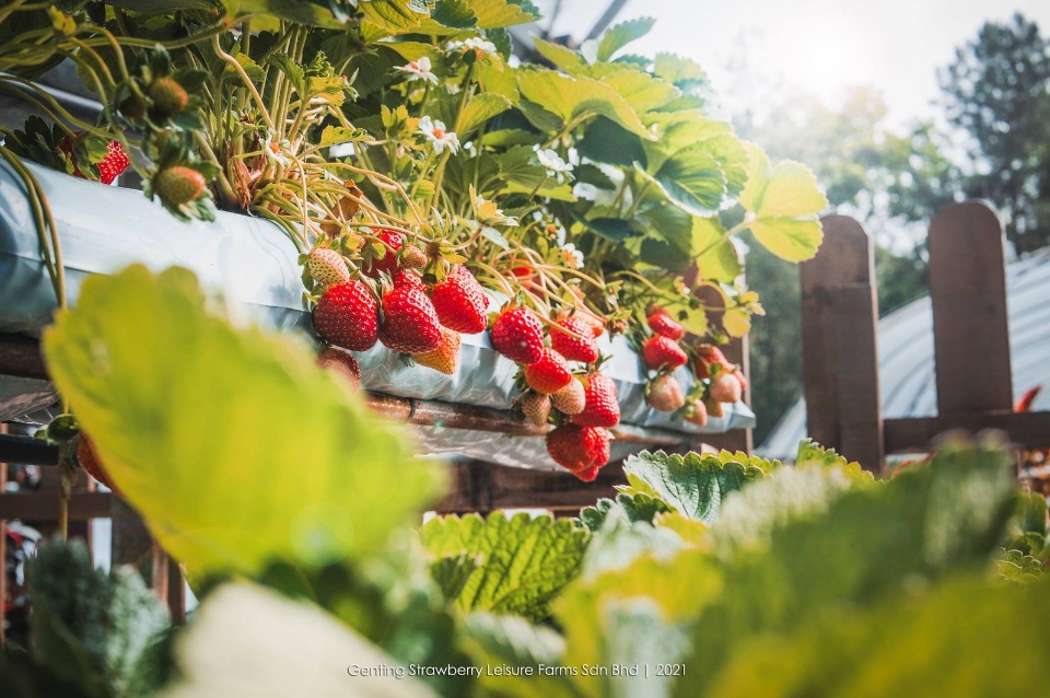 Genting Strawberry Leisure Farms