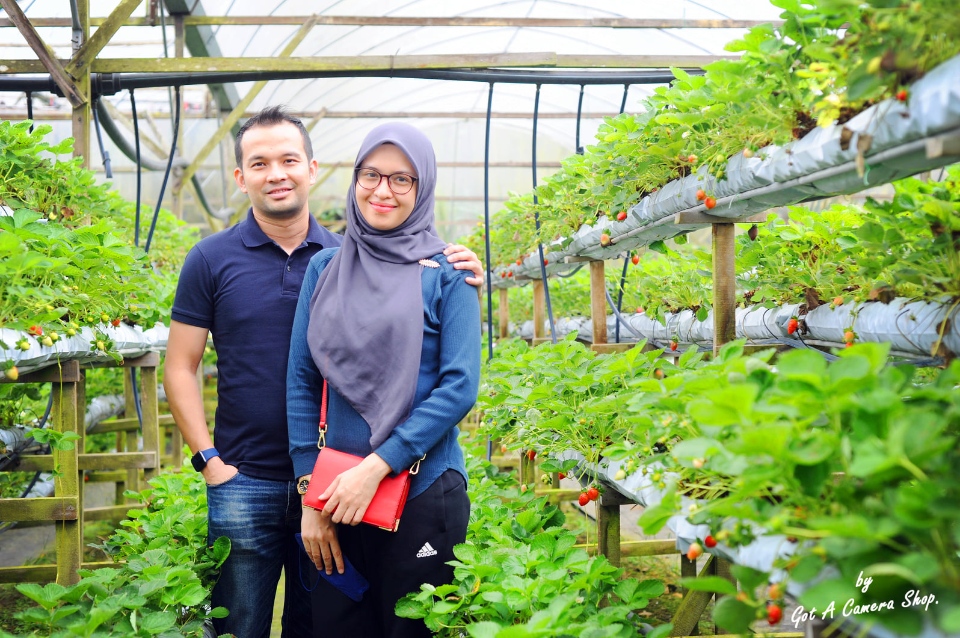 Genting Strawberry Leisure Farms4