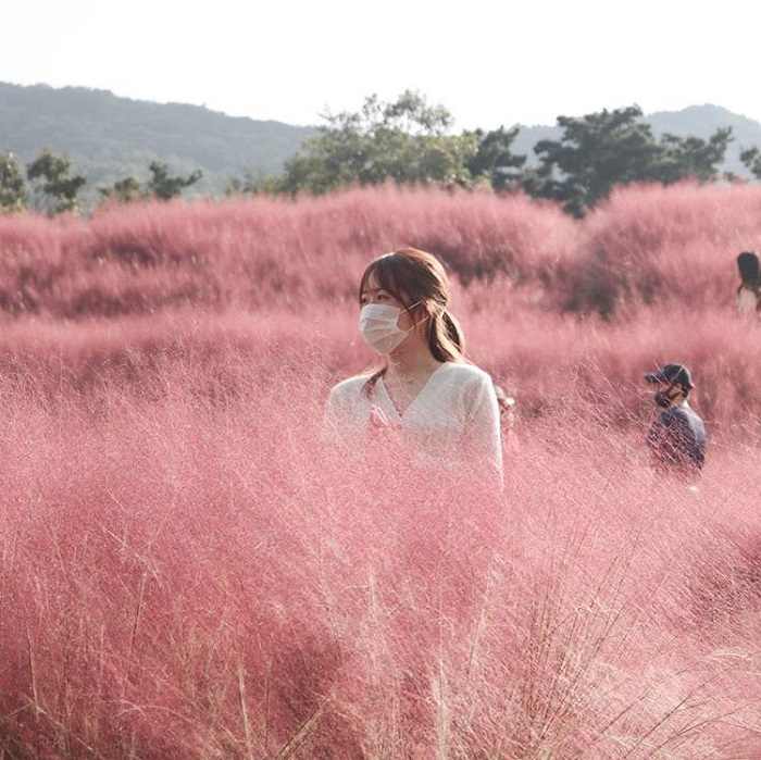 Pink Muhly in Daegu