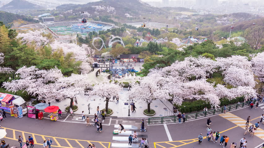 kinh-nghiem-du-lich-daegu-spring
