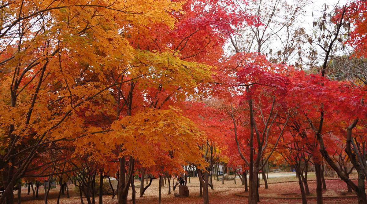palgongsan