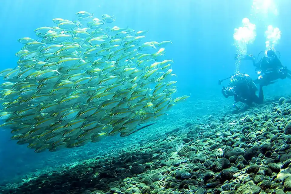 Diving, Phuket