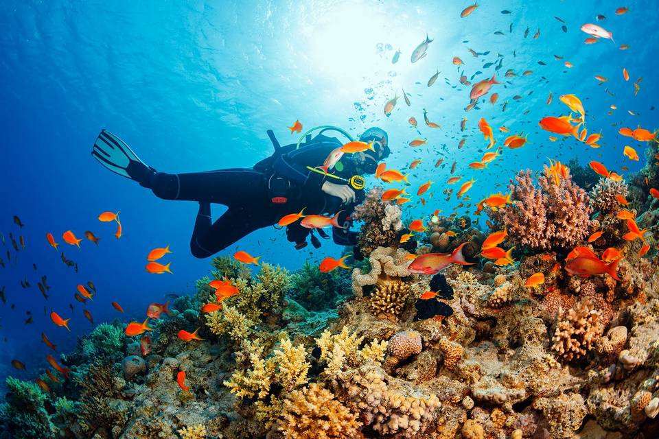 Diving in Phuket