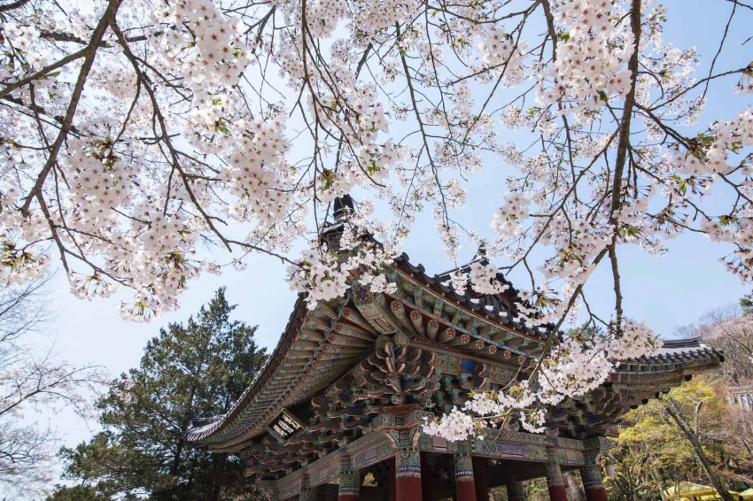 image-kinh-nghiem-du-lich-gyeongju-co-do-co-kinh-cua-han-quoc-164607491850643