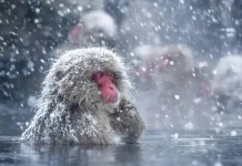 Japan winter travel blog: 13+ Top places to visit & best things to do in Japan in winter