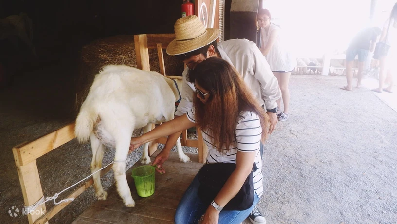 swiss sheep farm hua hin
