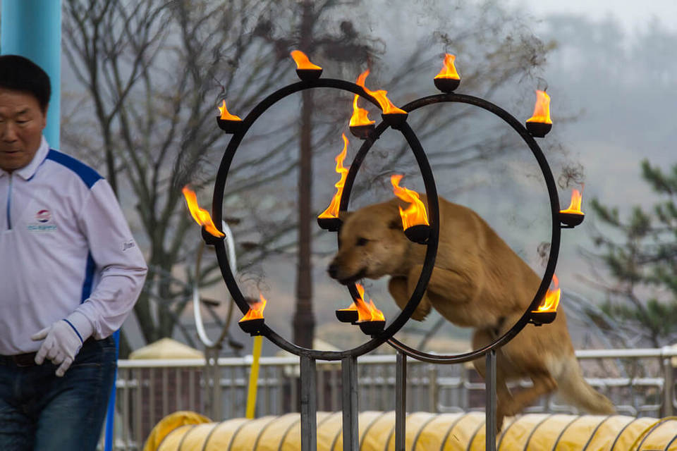 Jindo-Dog-Jumps-Through-Fire on Jindo Island, South Korea