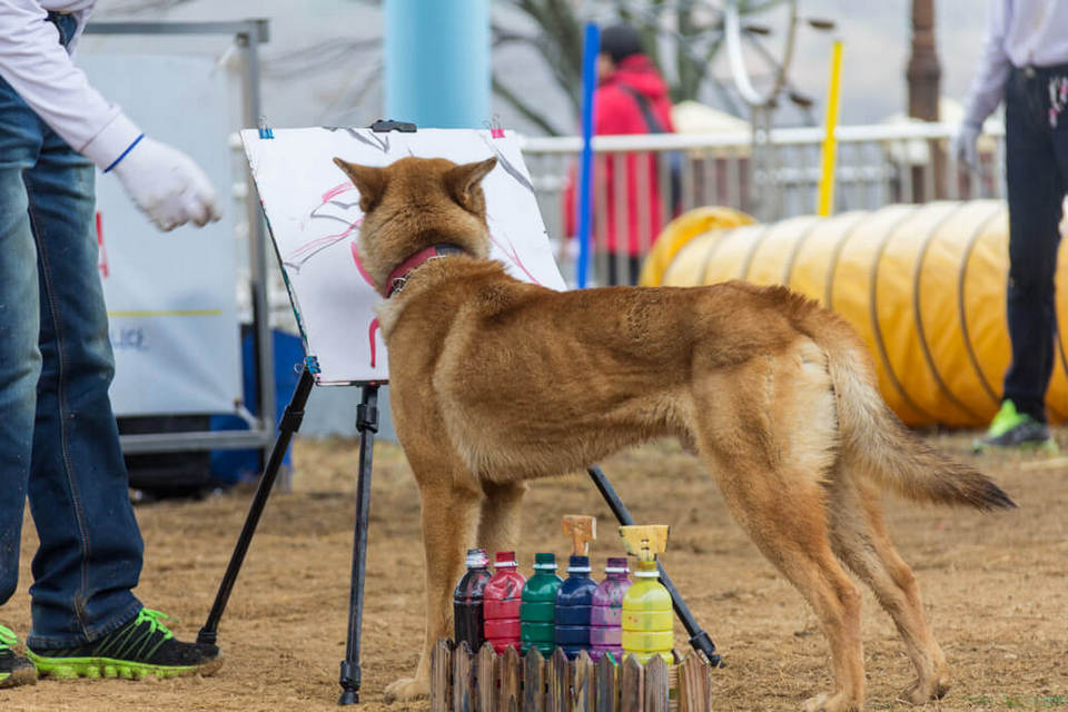 Jindo-Dog-Painting-Header on Jindo Island, South Korea