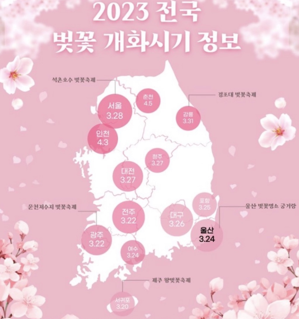 1korea cherry 2023