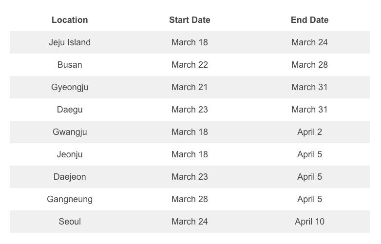korea cherry blossom of 2023
