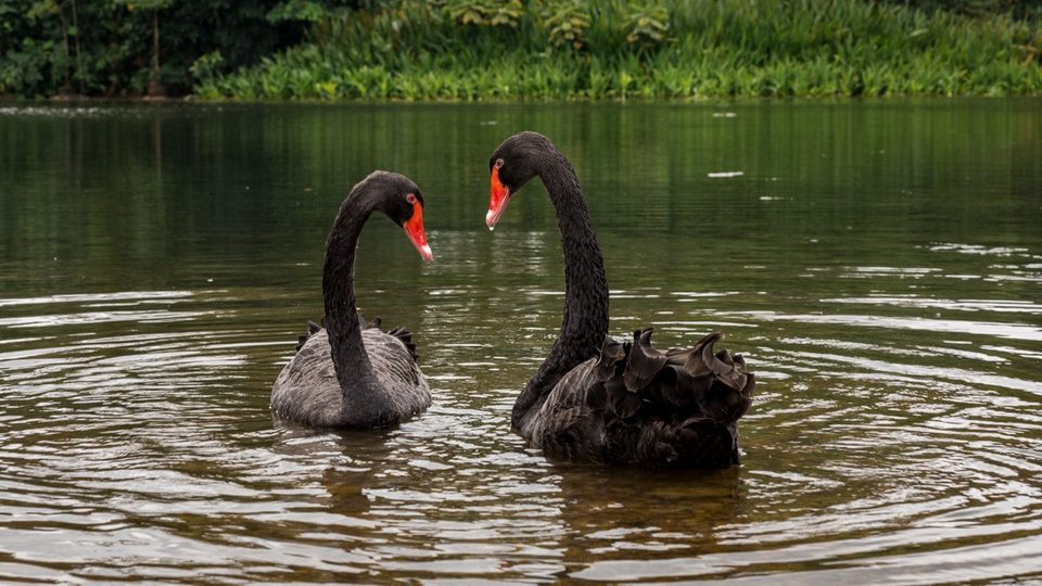 Black Swans on the Eco-lake atBukit Timah, Singapore Botanic Gardens