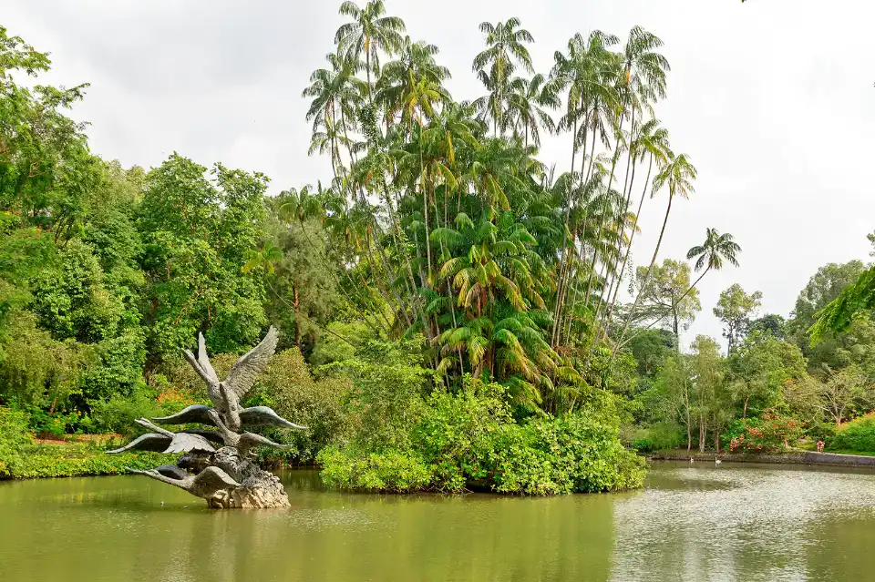 Swan lake at Singapore Botanic Gardens