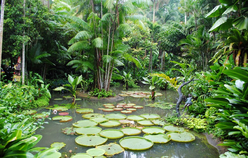 Water lilies located in the Singapore Botanic Gardens