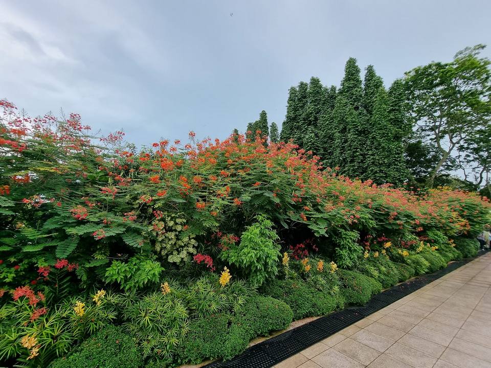 Healing garden inside Central core, Singapore Botanic Gardens 2