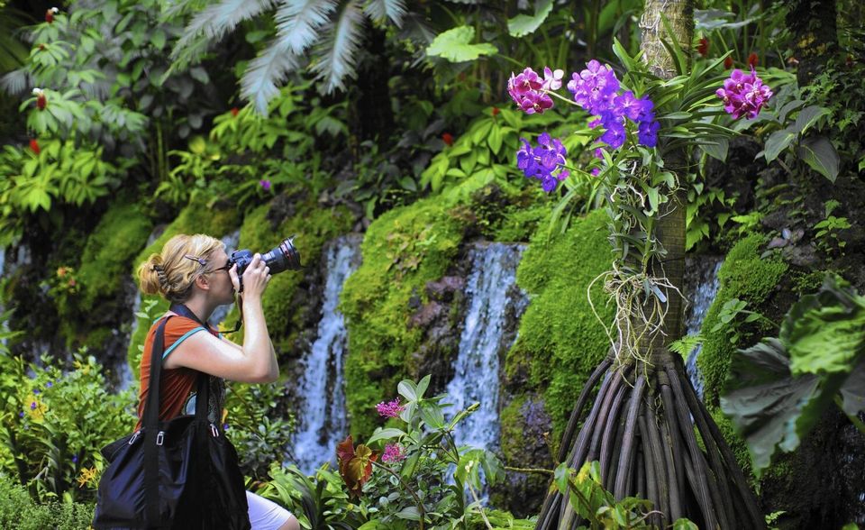 Orchid garden, Singapore Botanic Gardens 3