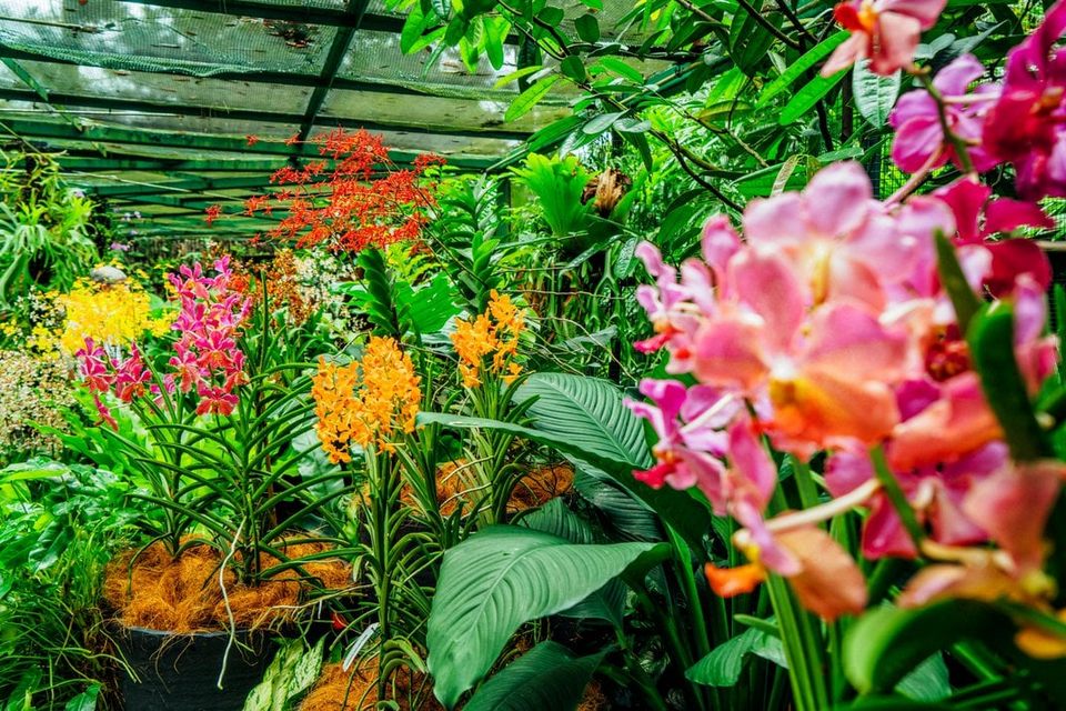 Orchid garden, Singapore Botanic Gardens 4