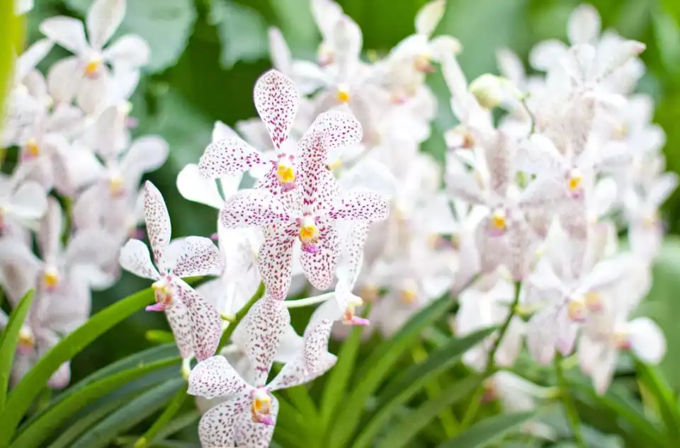 Orchid garden, Singapore Botanic Gardens 5