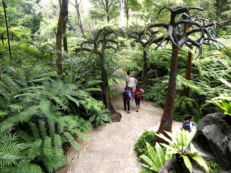 Tourists stroll to gaze rubbe trees in Singapore Botanic Garden