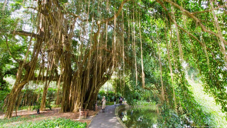 Burmese Banyan trees at Singapore Botanic Gardens