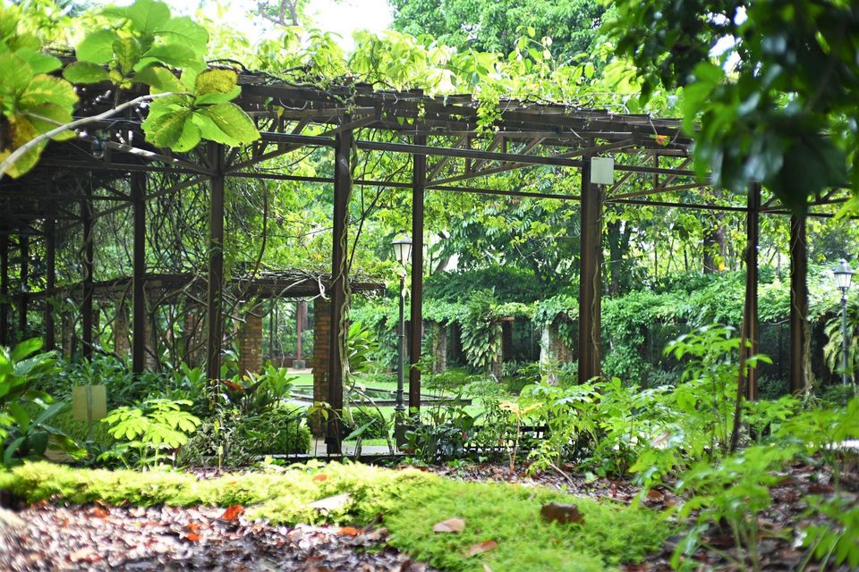 Plant House at Singapore Botanic Gardens 3