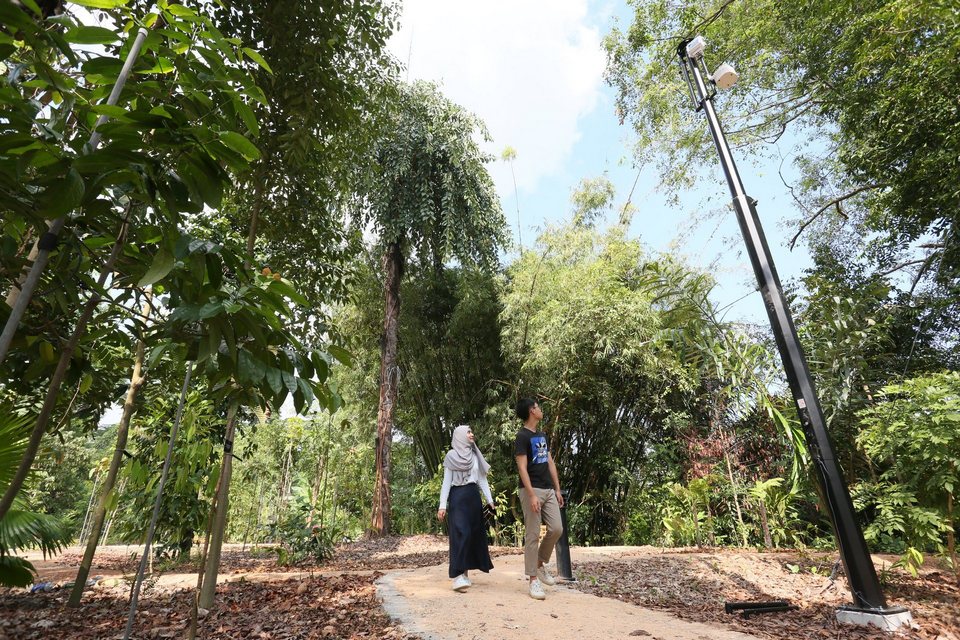 Stroll in OCBC Arboretum, Singapore Botanic Gardens