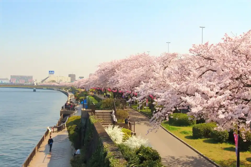 Sumida Park Cherry Blossom Festival, Asakusa, Tokyo, Japan