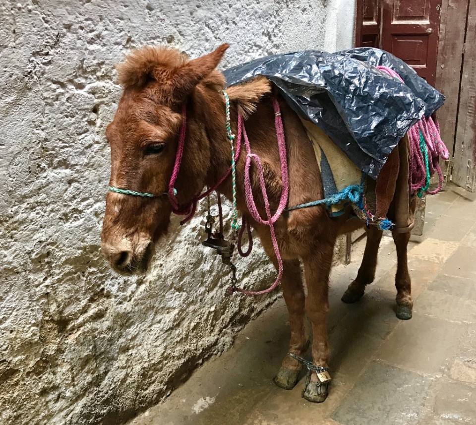 fes fez morocco blog9