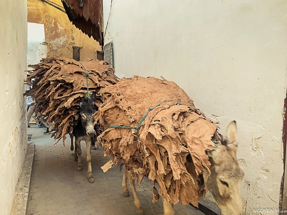 fes fez morroco44