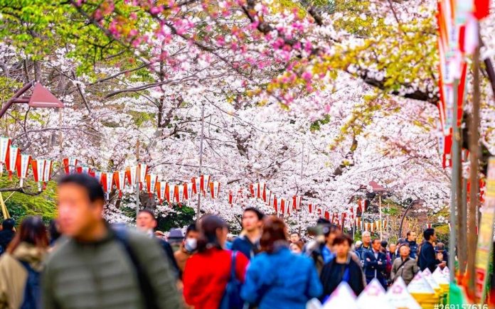 cherry blossom festival in ueno park, Tokyo, Japan 2