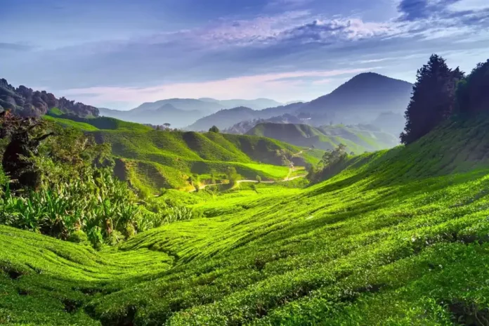 cameron highlands